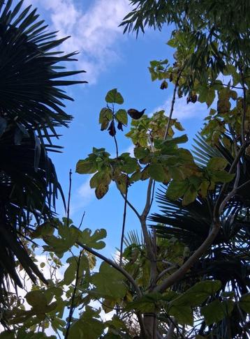 Catalpa boom beschikbaar voor biedingen