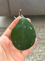 Geworteld Hoya Obovata Stekje [2], Huis en Inrichting, Kamerplanten, Ophalen of Verzenden, Halfschaduw, Minder dan 100 cm