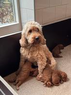 Cockapoo pups doodle pups moeder cockapoo x dwerg poedel, Dieren en Toebehoren, Nederland, Overige rassen, 8 tot 15 weken, CDV (hondenziekte)