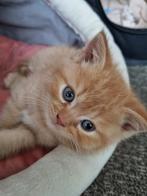 vijf katten Britse Korthaar, Dieren en Toebehoren, Poes