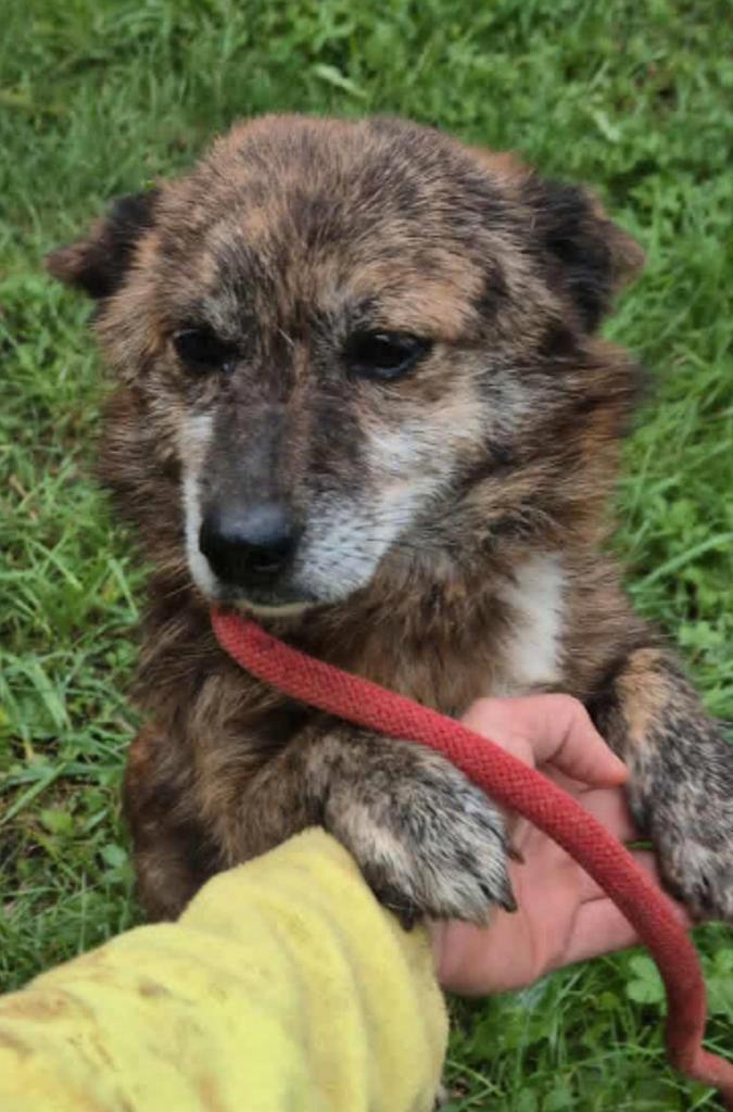 Foxy zoekt baasje, Dieren en Toebehoren, Honden | Niet-rashonden, Klein, Reu, Particulier, Eén hond, Buitenland, 3 tot 5 jaar