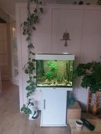 !!!COMPLEET!!! Aquarium Juwel + onderkastinhoud + toebehoren, Ophalen, Gebruikt, Gevuld zoetwateraquarium