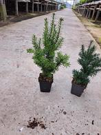 Taxus media 'Hillii' potgekweekt 20 - 40 cm, Ophalen, Taxus, Minder dan 100 cm