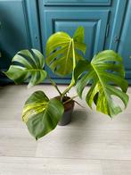 Monstera Aurea Variegata, Overige soorten, Minder dan 100 cm, Ophalen of Verzenden, Halfschaduw