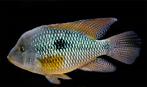 Geophagus brasiliensis 10-12 cm!!!, Vis, Zoetwatervis
