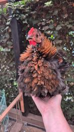 Cochin Kriel Haantje Krulveer, Dieren en Toebehoren, Mannelijk, Kip