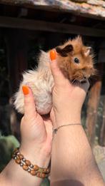 Cavia Borstel zeugje, Juli, Vrouwelijk, Cavia