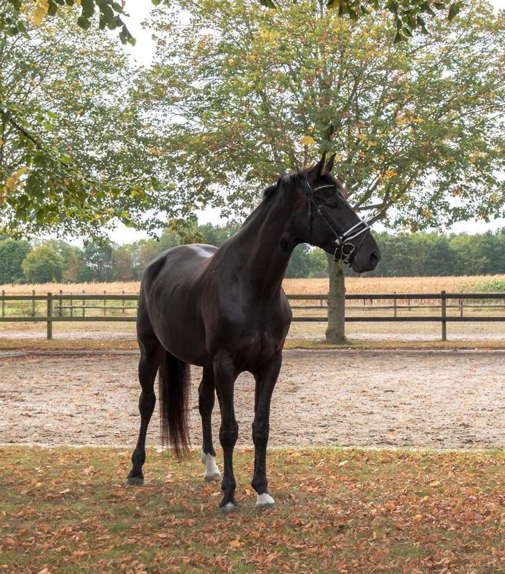 Fijne 5 jarige merrie, Dieren en Toebehoren, Paarden, Merrie, Z, 170 tot 175 cm, 3 tot 6 jaar, Dressuurpaard, Met stamboom