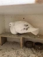 Mooie bastaard doffer, Mannelijk, Kropper