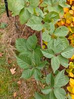 Doornloze Braam, Tuin en Terras, Volle zon, Vaste plant, Ophalen of Verzenden, Zomer