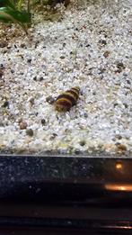 Helena slakken, Dieren en Toebehoren, Vissen | Aquaria en Toebehoren, Ophalen, Nieuw, Overige typen