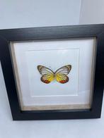 vlinder Delias Hyparete, Ophalen of Verzenden, Nieuw, Insect, Opgezet dier