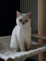 100% zuiver Britsekorthaar kitten 🩵 volledig 💉 en gechipt, Dieren en Toebehoren, Katten en Kittens | Raskatten | Korthaar, Gechipt