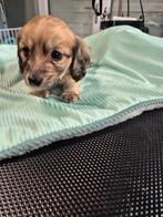 Mooie teckel reu, Dieren en Toebehoren, Honden | Teckels en Dashonden, België, Particulier, Rabiës (hondsdolheid), Reu