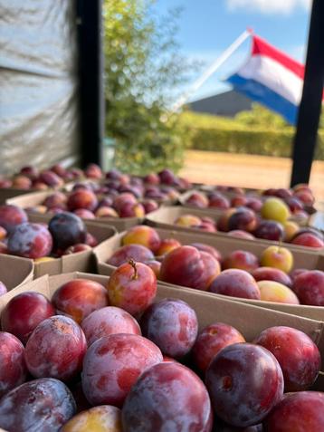 ONBESPOTEN pruimen opal maribellen wijnpruimen beschikbaar voor biedingen