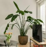 Strelitzia - 2,20m, Huis en Inrichting, Kamerplanten, Ophalen, 200 cm of meer, Overige soorten, In pot