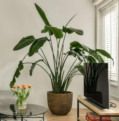 Strelitzia - 2,20m, Huis en Inrichting, Kamerplanten, Overige soorten, 200 cm of meer, Groene kamerplant, Volle zon, In pot, Ophalen