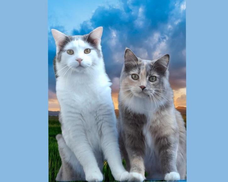 2 lieve Maine Coons. Broer en zus. 2 jaar, Dieren en Toebehoren, Katten en Kittens | Raskatten | Langhaar, Meerdere dieren, 0 tot 2 jaar