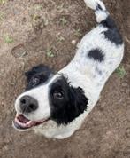 Engelse springer spaniel puppy’s te koop, 8 tot 15 weken, Parvo, Meerdere, Meerdere dieren