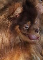 Fci stamboom pomeriaan reu dekreu choco and tan, Dieren en Toebehoren, Honden | Poolhonden, Keeshonden en Oertypen, Particulier