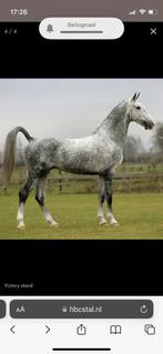 Heel mooi en elegante tuigpaard!(vader Victory), Dieren en Toebehoren, Paarden, Merrie, Gechipt, Zadelmak, 160 tot 165 cm