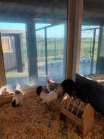 Hollandse kriel, Dieren en Toebehoren, Meerdere dieren, Kip