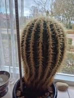Bol cactus, Huis en Inrichting, Ophalen, Cactus, Volle zon, Minder dan 100 cm