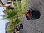 washingtonia robusta., Ophalen, Overige soorten, Volle zon