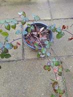 Doorenlos bramen struik, Ophalen, Halfschaduw, Minder dan 100 cm