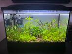 Compleet Superfish 70 aquarium, Dieren en Toebehoren, Vissen | Aquaria en Toebehoren, Ophalen, Zo goed als nieuw, Gevuld zoetwateraquarium