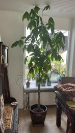 Kamerplant Pachira, Geldboom, Huis en Inrichting, Kamerplanten, Overige soorten, Halfschaduw, 200 cm of meer, Ophalen