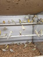 Agaat opaal mozaiek kanaries, Dieren en Toebehoren, Meerdere dieren, Kleurkanarie