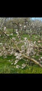 Kersenbomen laagstam nu te bestellen november vers uit grond, Ophalen of Verzenden