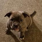 Old English Bulldog pups, 8 tot 15 weken, Bulldog, Meerdere, Meerdere dieren