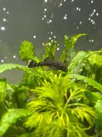 Algeneters / Borstelneus / Ancistrus, Vis, Zoetwatervis