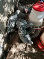 jonge Amrock hanen, Dieren en Toebehoren, Mannelijk, Kip