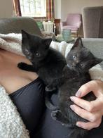 Twee kitten broertjes te koop., Dieren en Toebehoren, Katten en Kittens | Overige Katten, Kortharig, 0 tot 2 jaar, Kater