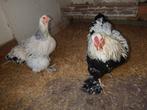 Brahma Silverhaan en Colombian hen, Dieren en Toebehoren, Pluimvee, Vrouwelijk, Kip