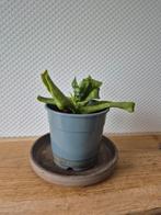 Sanseveria, Huis en Inrichting, Kamerplanten, Ophalen of Verzenden, Overige soorten, Minder dan 100 cm