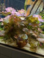 Rode lotus, Ophalen, Zo goed als nieuw, Plant(en), Steen of Hout