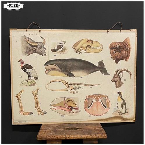 Oude dubbelzijdige schoolplaat - Biologie - Olifant Walvis, Antiek en Kunst, Antiek | Schoolplaten, Natuur en Biologie, Ophalen