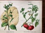 prent Solanaceae Bauerntabak / Tomaten oder Liebesäpfel, Natuur, Gebruikt, Ophalen of Verzenden, Voor 1940