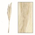 Partij Pampas gras pluimen 140-160 cm (189 stuks), Ophalen of Verzenden, Nieuw