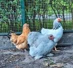 Prachtige groep hennen diverse rassen Cochin baardkriel Wyan, Vrouwelijk, Kip