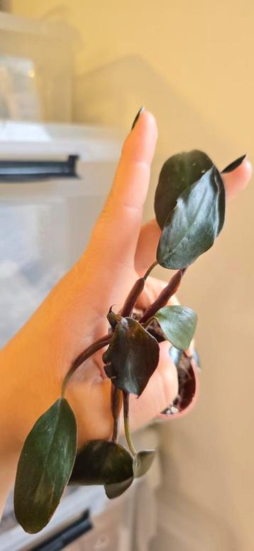 Philodendron pink princess beschikbaar voor biedingen