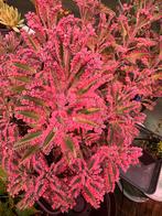 Kalanchoë  pink butterfly stekjes, Ophalen of Verzenden, Overige soorten, Minder dan 100 cm