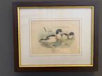 Prenten vogels, Gebruikt, Ophalen of Verzenden, Voor 1940, Dier