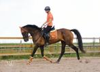 Lieve merrie | 11 jaar | KWPN, Dieren en Toebehoren, Paarden, Merrie, Springpaard, B, Gechipt