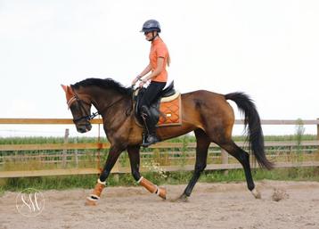 Lieve merrie | 11 jaar | KWPN beschikbaar voor biedingen