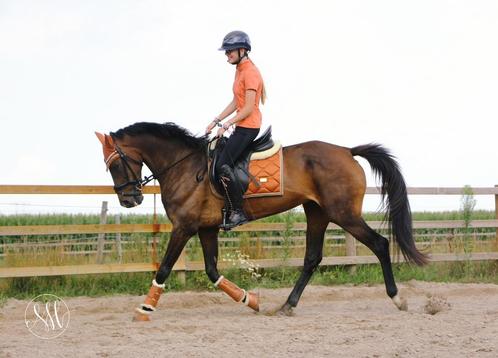 Lieve merrie | 11 jaar | KWPN, Dieren en Toebehoren, Paarden, Merrie, B, 160 tot 165 cm, 11 jaar of ouder, Springpaard, Met stamboom